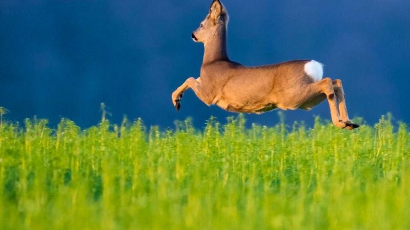 Collision insolite à Ebikon : chevreuil mort, chien blessé et conducteur en fuite