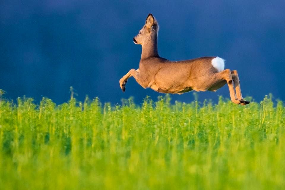 Collision insolite à Ebikon : chevreuil mort, chien blessé et conducteur en fuite