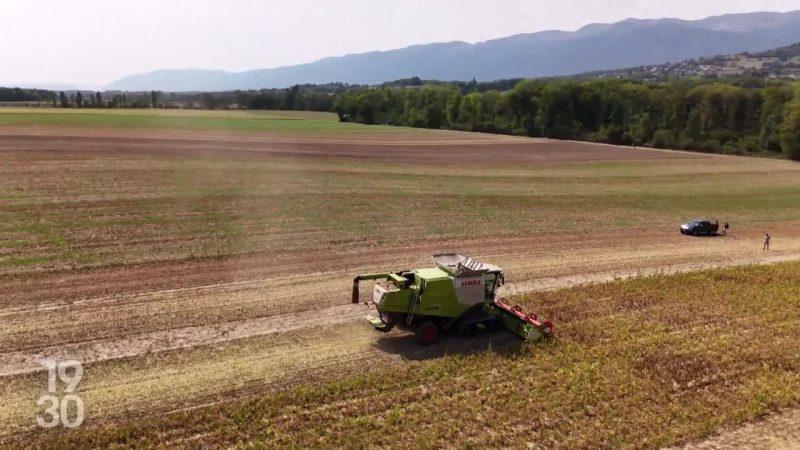 Le retour des légumineuses en Suisse : enjeux agronomiques, consommation et protection douanière