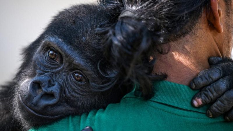 Rescue d’un bébé gorille victime du trafic illégal d’espèces menacées en Turquie et en Afrique