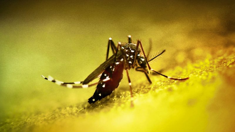 Crise sanitaire : augmentation record des cas de chikungunya en France métropolitaine