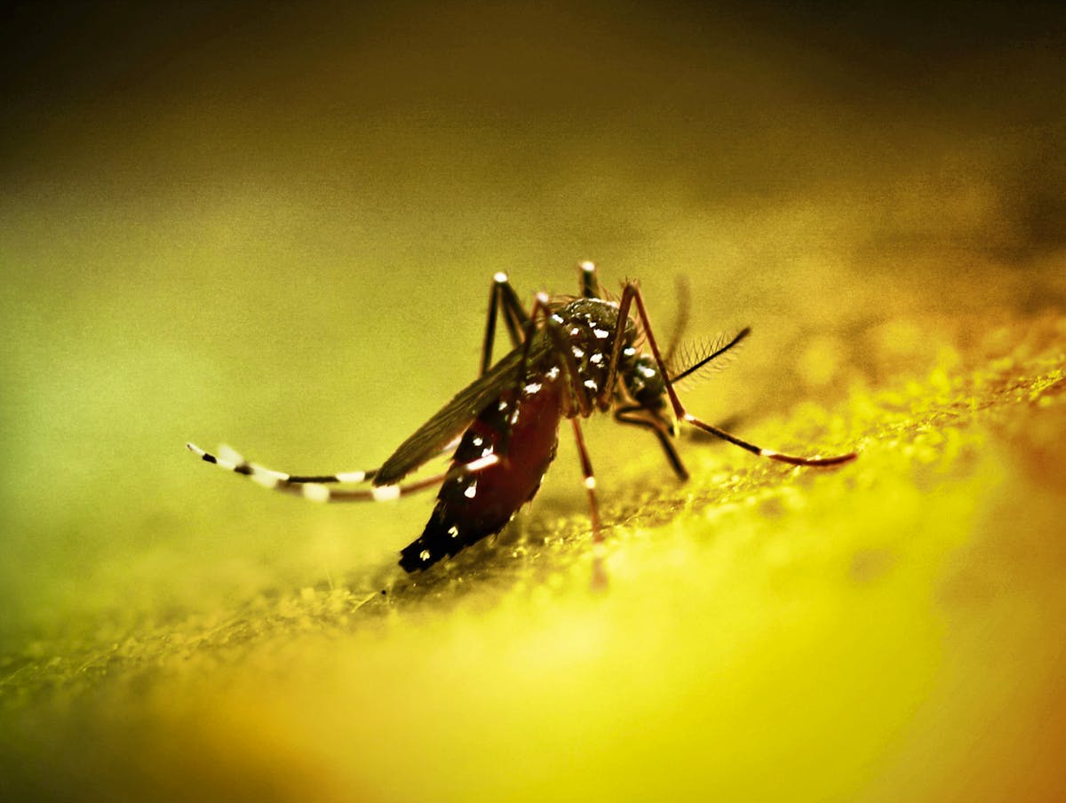 Crise sanitaire : augmentation record des cas de chikungunya en France métropolitaine