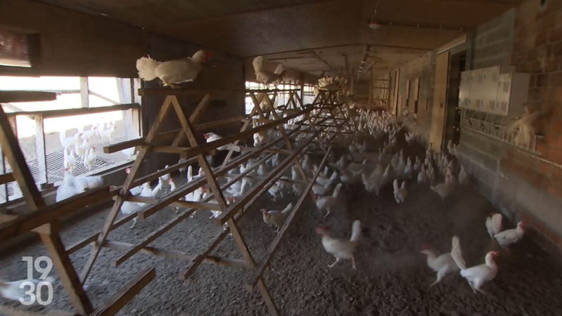 Grippe aviaire en Allemagne : progression rapide et vigilance en Suisse