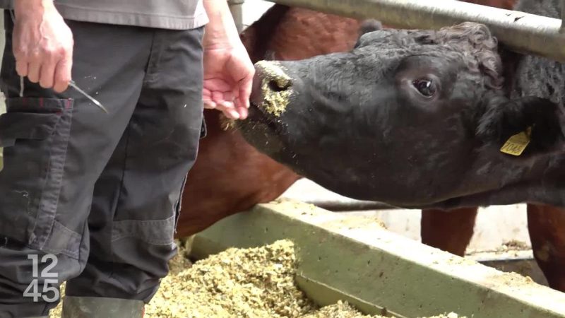 Des bovins autorisés à rentrer en Suisse après la menace de dermatose nodulaire contagieuse